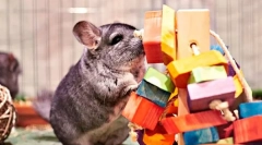 Jak grać z chinchilla, jakie zabawki są potrzebne